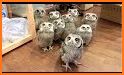 Funny Owl related image