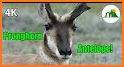 Antelope related image