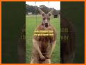 Kangaroo luck related image