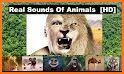 Animals Sounds (3D) related image