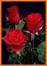 Flowers and Roses Live Wallpaper related image