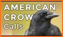 Crow Calls HD related image