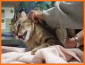 Cat Vet Clinic related image