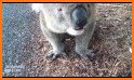 Feed To The Koala related image