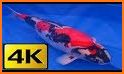 Koi Acquario Live Wallpaper related image