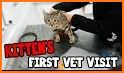 Three Pet Cat Doctor Hospital related image