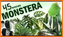 Monsteras related image