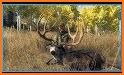 DEER HUNTER CLASSIC 2020 related image