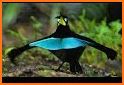 Birds of New Guinea related image