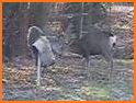 Deer hunting calls:Whitetail, Wapiti, moose sounds related image