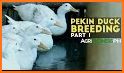 Duck Breeding Farm related image