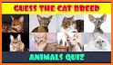 Quiz Cat : Korean related image