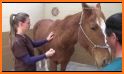 Horse Side Vet Guide related image