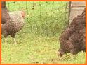 Chicken breeding related image