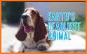 Basset Hound CD10 related image