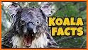 Koala related image