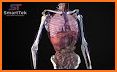 3D Human Anatomy Atlas Physiology: Internal Organs related image