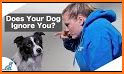 Dog Training related image