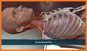 3D Human Anatomy Atlas Physiology: Internal Organs related image