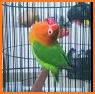 Master Kicau Lovebird related image