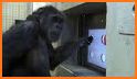 Chimp Memory Test related image