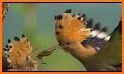 Hoopoe related image