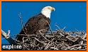 Eagle Live related image