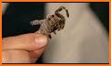 How to Take Care of a Pet Tarantula or Scorpion related image