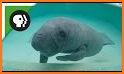 I Spy a Manatee related image