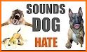 Dog Sounds related image