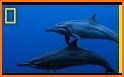 Dolphin Jump Premium related image