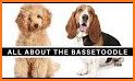 Bassetoodle related image