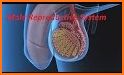 HUMAN ANATOMY & PHYSIOLOGY related image