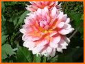 Dahlia 2021 related image