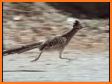 Road Runner related image