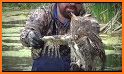 Horned Owl Rescue related image