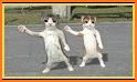 Dancing Meow - Cute Cat related image