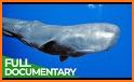 The Sperm Whale related image