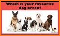 Dog Quiz:Trivia Questions–Guess the dog breed quiz related image