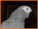 African grey parrot ringtones related image