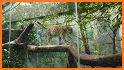 Jungle Zoo related image