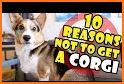 Corgi VPN related image