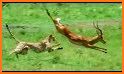 Brilliant Deer Escape related image