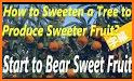 SweetFruit related image