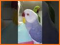 Parrot talkvpn related image