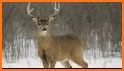 Small Deer Ballistics Data related image