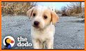 Save the puppy: Pet dog rescue related image