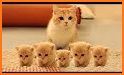 Cute Cat HD Wallpapers related image