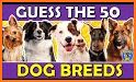 Quiz School | Dog breeds related image