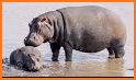 Adorable Hippo Calf Escape related image